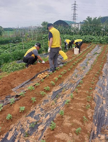 파주시 조리읍 실버경찰대, '실버 희망 텃밭'서 감자 수확