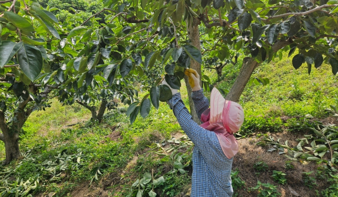 진주시, 과수 햇볕 데임(일소) 피해 예방 관리 철저 당부