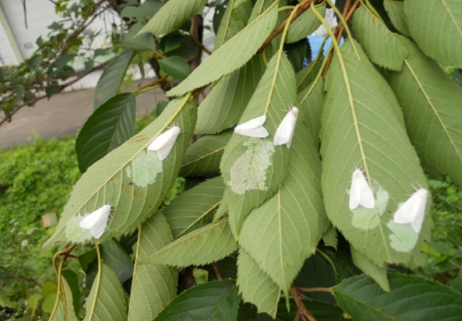 산림청 국립산림과학원, 미국흰불나방 발생 예보 '주의' 단계로 상향