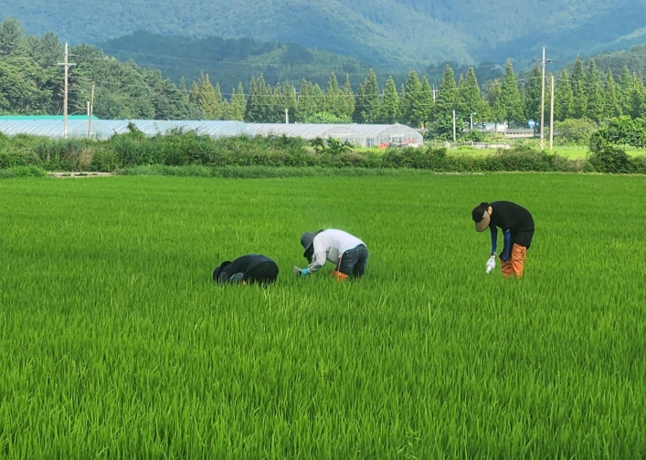 여름철 벼 병해충, 경남도 예찰 강화로 선제 대응 ‘총력’
