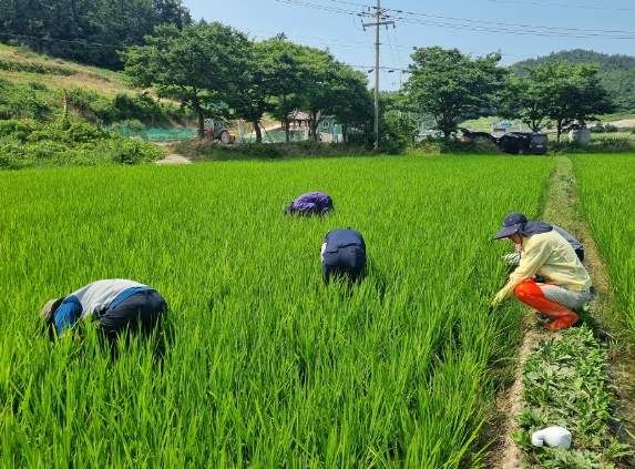 신안군, 벼 병해충 조기 예찰로 선제적 방어 총력.."벼 병해충 중점방제기간(7.14.~8.20.) 설정 및 초기 대응 강화"