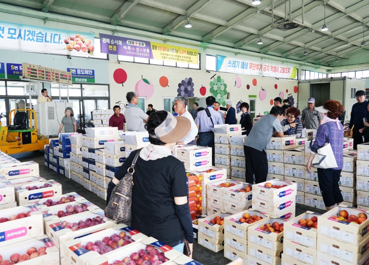 전국 최대 과일의 고장 영천, 여름철 과일 본격 출하!