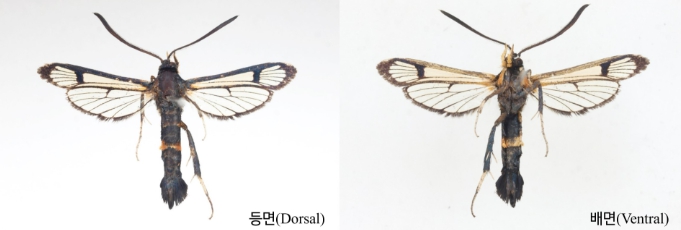 전남산림연구원, 유리나방 신종 발견해 학술지에 보고