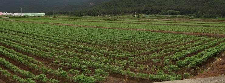 전남도, 여름철 농업재해 농가 전략작물 직불금 기준 완화