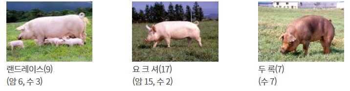  제주도, 캐나다산 씨돼지 33마리 도입