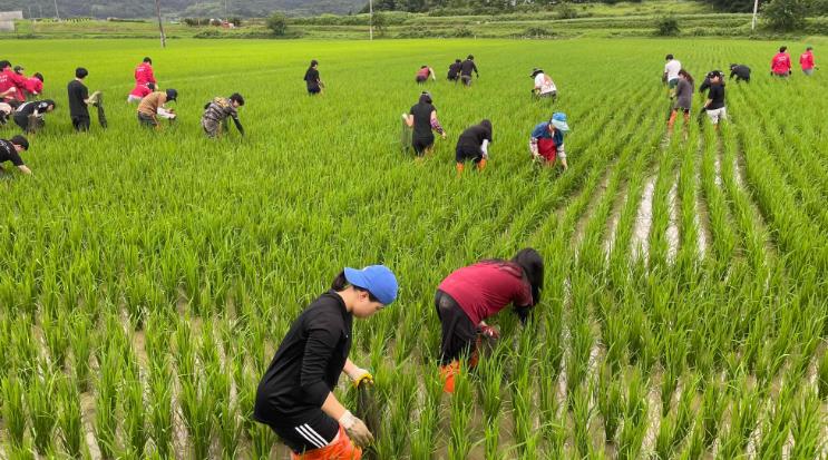 전남도, 왕우렁이 수거 골든타임 7~8월 집중관리