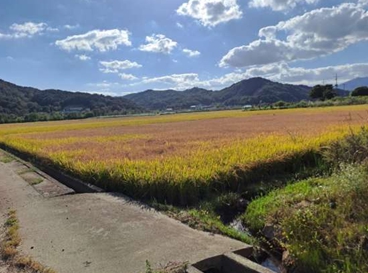울산시농업기술센터 비래해충 벼멸구·혹명나방 적기 방제 당부