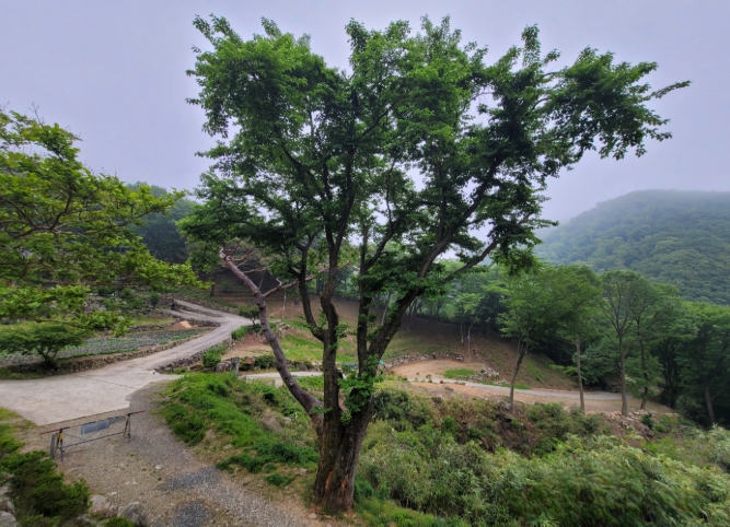 경남도, 300년 된 산뽕나무를 보호수로 지정!