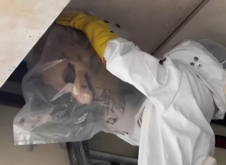 대전소방, “여름철 벌 쏘임 사고 주의하세요”