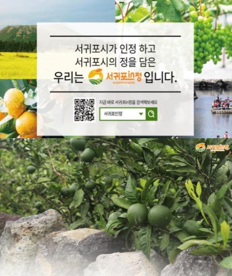 ‘서귀포in정’ 2025년 풋귤 출하 농가 공개모집