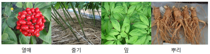 농촌진흥청, 인삼 '천량' 종자, 고온 대응 안정생산 기술지원