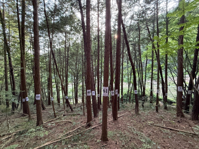 산림청, AI 기반 자동화 기술로 우리나라 대표 수종 자동으로 분류한다!
