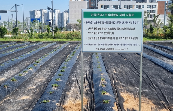 청주시농기센터, 단삼 조직배양묘 시험 재배포 조성