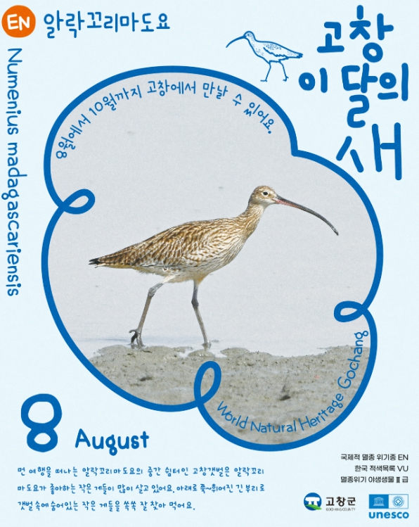 고창군, 멸종위기 철새 ‘알락꼬리마도요’ 8월 고창갯벌 이달의 새로 선정