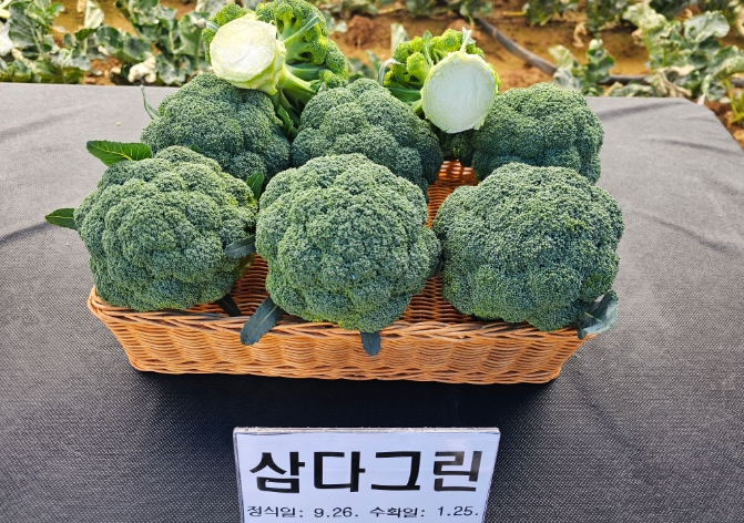 제주도, 신품종 '삼다그린' 재배확대를 위한 컨설팅 강화