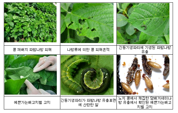 농촌진흥청, 토착 천적 보호 노력으로 '친환경 농업 확대' 기반 쌓는다