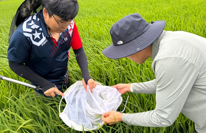 충남 서해안 지역 벼 멸구류 급증…개별 방제 필수