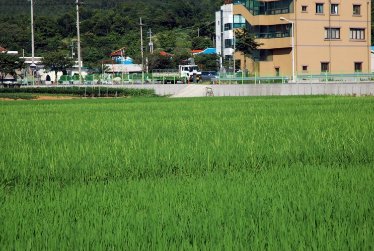 충남도 내년 벼 키다리병, 올해 출수기부터 방제 필요