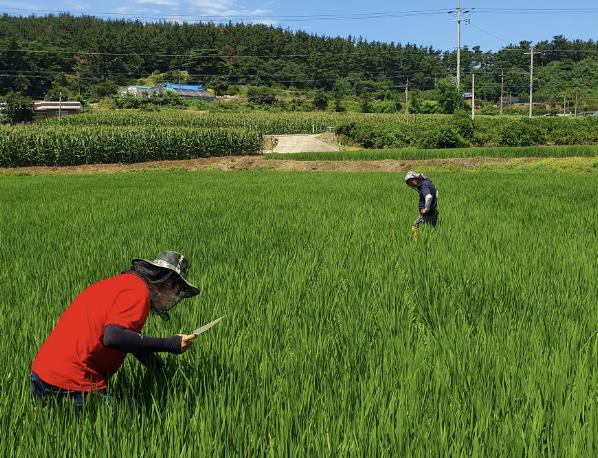 서산시, 벼 병해충 확산 방지 '즉시 방제 당부'