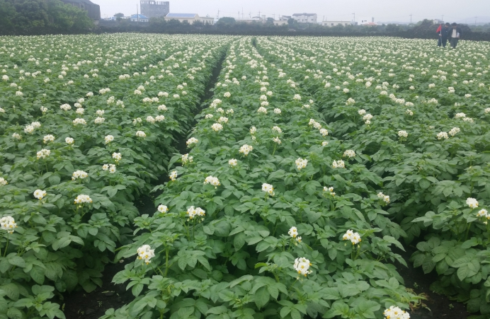 제주도 농업기술원, 제주 감자 자급 기반 탄탄...씨감자 10.4톤 확보