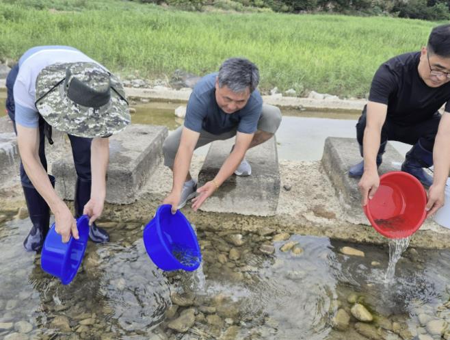 삼척시, 내수면 생태계 회복 위해 버들치 1만 마리 방류