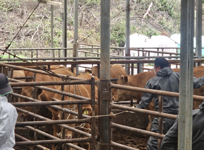 영주시, 하반기 소·염소·돼지 구제역 백신 일제접종 실시