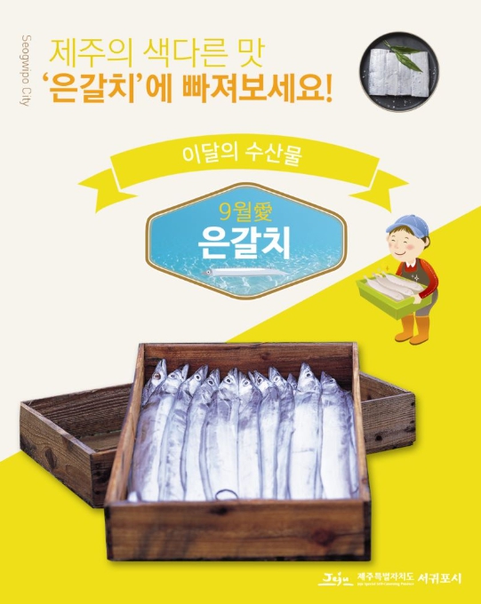 서귀포시, 9월의 수산물로 은갈치 선정