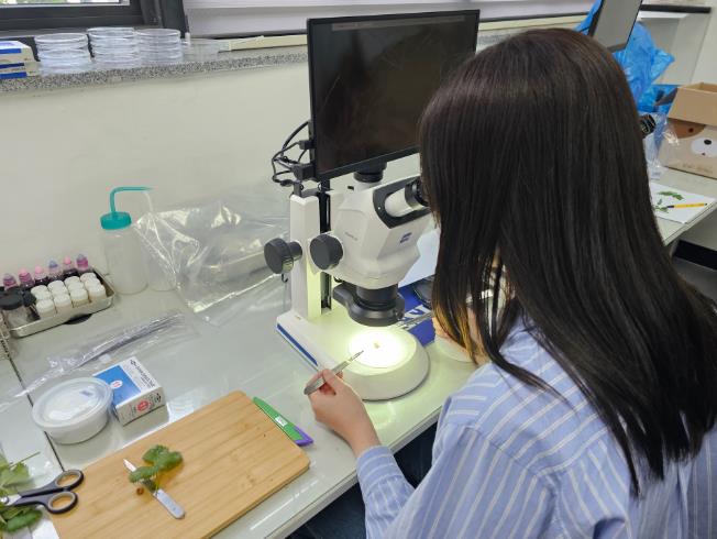 익산시, '화아분화 검경' 지원해 고품질 딸기 생산
