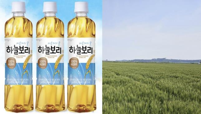 서천군, 겉보리 생산단지 100ha 조성