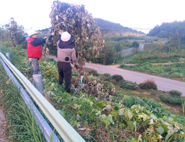 고흥군, 국도변 칡덩굴 제거로 가로수 경관 개선 나서