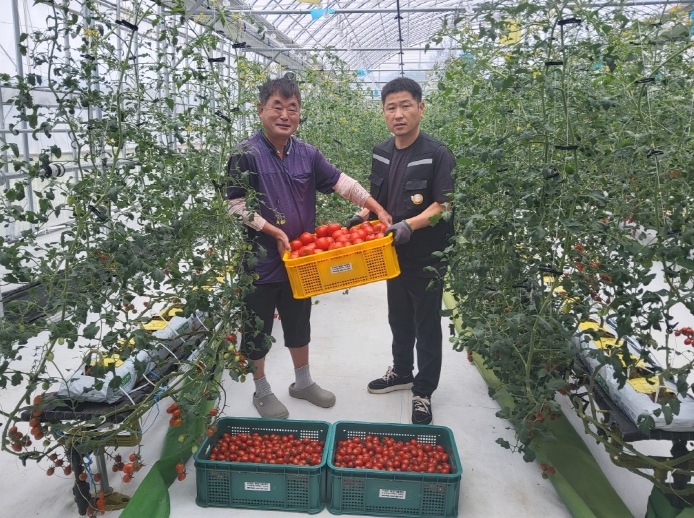 고성군농업기술센터, 실증시험 재배 토마토‘푸드뱅크’에 기부