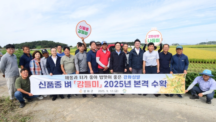 강화군, 강화섬쌀 미래 이끌 신품종 벼 ‘강들미’ 본격 수확