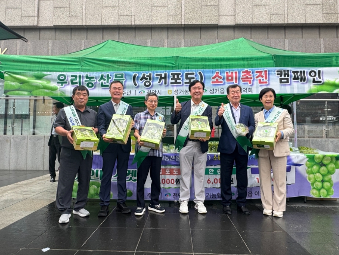 천안시, 아라리오 광장서 ‘천안포도 직거래 판촉행사’ 개최