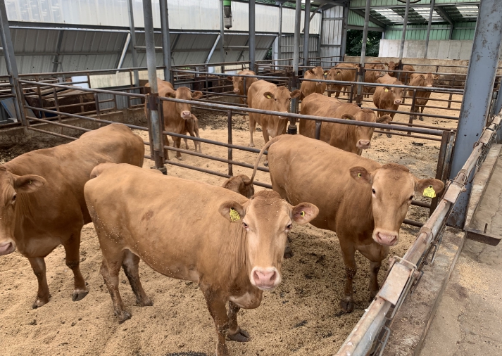 양양군, 양양한우 명품화 육성 성과 가시화 … 강원 1위 고급육 생산 목표