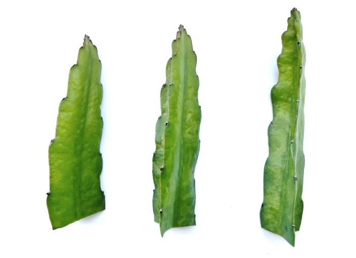 15분이면 판별 끝! 경기도, '접목선인장 바이러스 현장진단키트' 개발