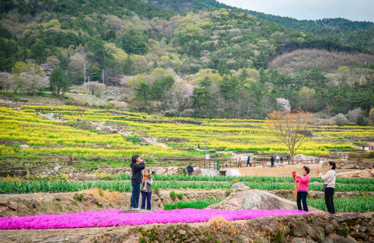 국민쉼터 남해 ‘황홀한 꽃대궐이 펼쳐진다!’  “올 봄, 남해 가 봄?”