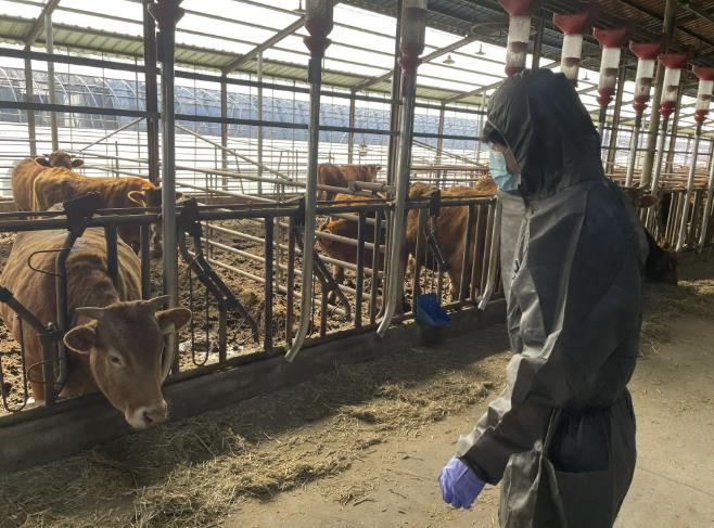 가축전염병 ‘심각’, 전주시 봄철 가축방역 '총력'