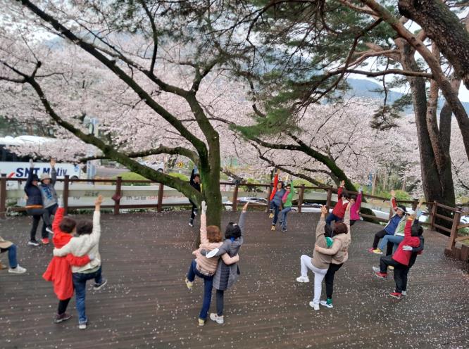 창원특례시 산림휴양과, 군항제 특별프로그램 ‘봄, 벚꽃 니꺼데이~’ 운영