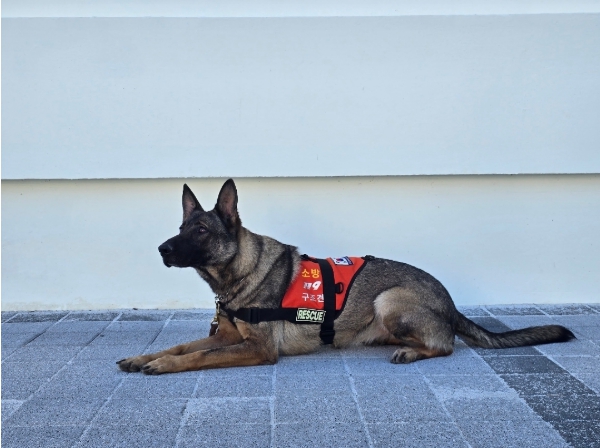 구조견 ‘나이스’ 수색 15분 만에 실종자 발견 경남 119특수대응단, 구조견 활용 수색 출동 성과