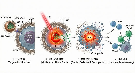 전남대, ‘삼중음성 유방암’ 무너뜨리는 구리 나노플랫폼 개발