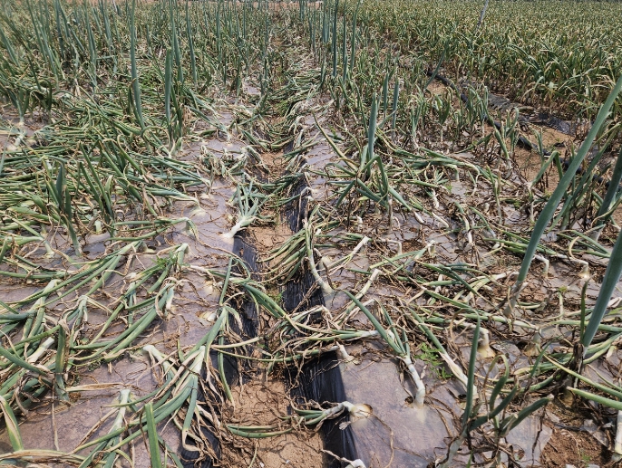 충남도 최근 잦은 비·안개…양파 노균병 발생주의