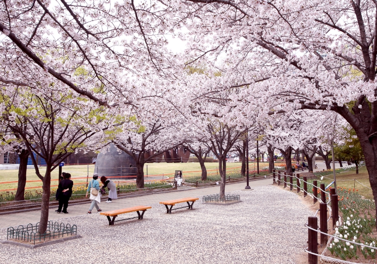 “김해, 봄꽃 맛집 왜 이렇게 많아”