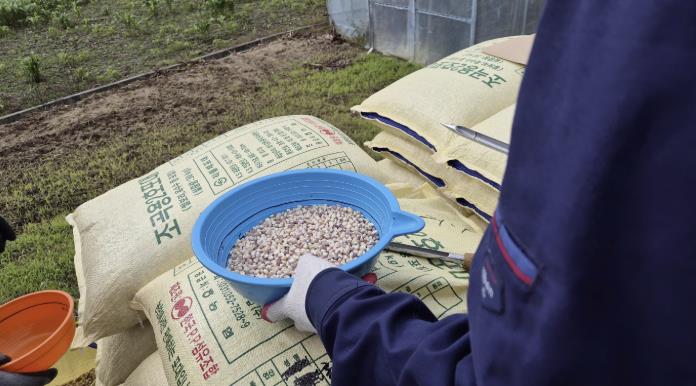 홍천군, 찰옥수수 채종 신규단지 조성 및 확대