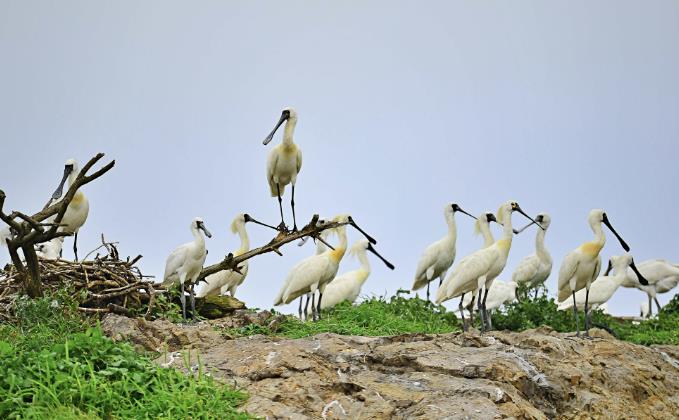 서천군, '국제 저어새의 날' 기념 프로그램 운영