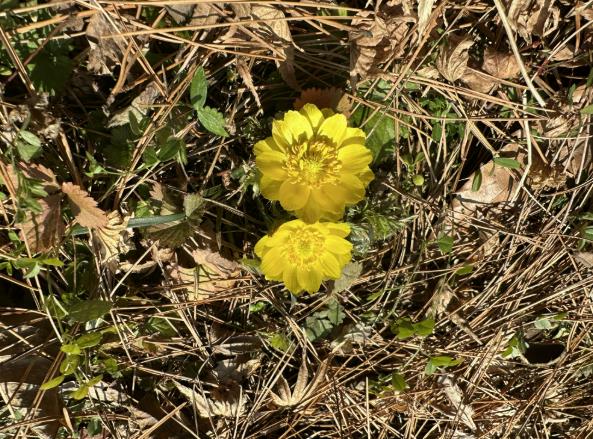 "봄꽃 구경 오세요"…함평자연생태공원, 새봄맞이 야생화 활짝