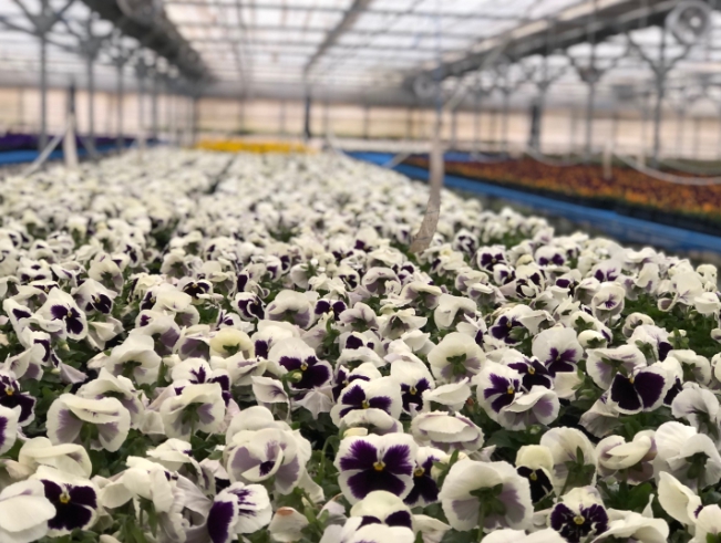 ‘전주, 다시 봄’ 10만 송이 꽃으로 물드는 전주!