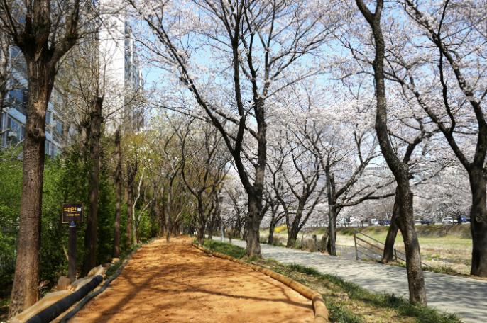 "다시 시작하는 맨발의 봄"… 하남시, 관내 맨발길 25개소 전격 개장