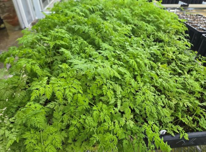 전남산림연구원, 산림 기술개발 메카 입증