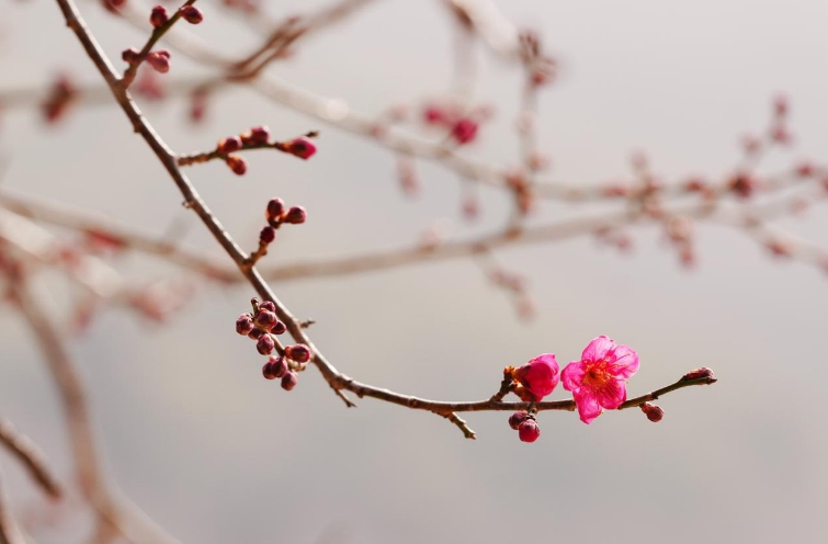 지리산 봄 깨어났다"… 화엄사 홍매화 첫 개화, 14일부터 Live Cam 공개 