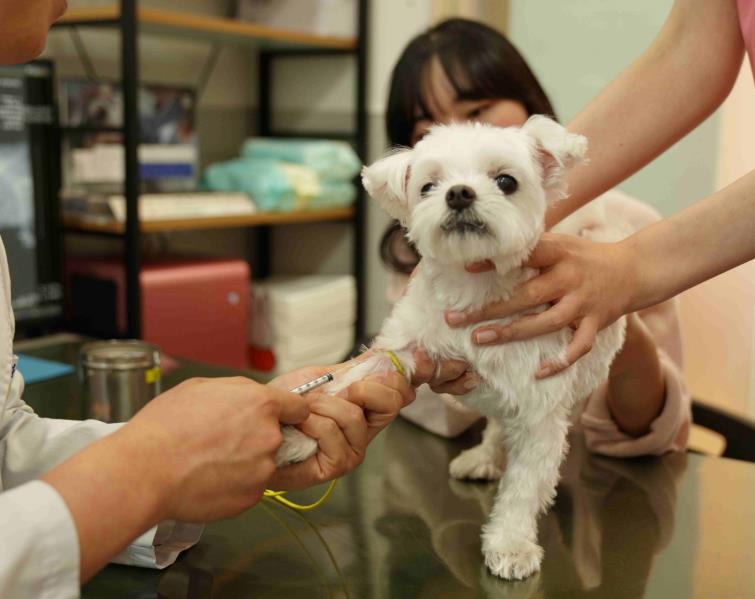 성동구, 취약계층 반려동물 위해 '우리동네 동물병원' 운영… 최대 50만 원 지원